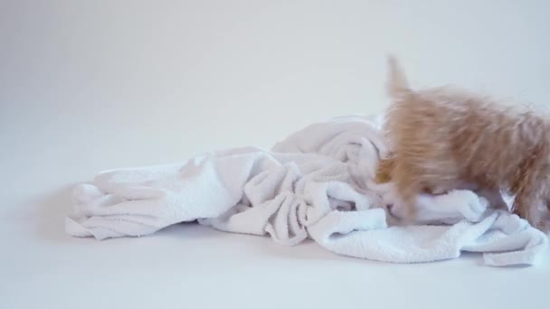 Puppy playing on a towel after bathing on a white background — Stock Video