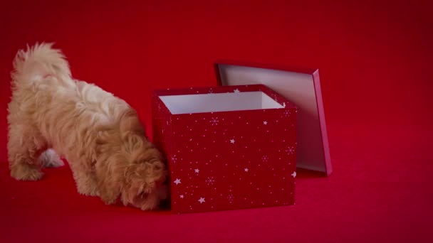 Pequeño cachorro jugando con una caja de regalos de Navidad sobre un fondo rojo — Vídeos de Stock