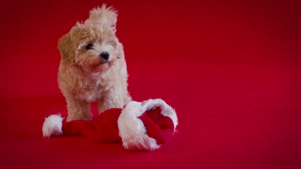 Pequeno filhote de cachorro brincando com um chapéu Santas no fundo vermelho — Vídeo de Stock