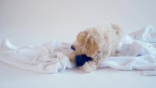 Cachorro jugando con un juguete sobre una toalla sobre un fondo blanco — Vídeo de stock