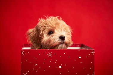 Küçük şirin köpek yavrusu kırmızı arka planda bir hediye kutusunda oturuyor.