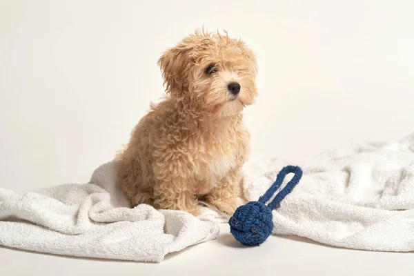Cachorro brincando com um brinquedo em uma toalha em um fundo branco — Fotografia de Stock