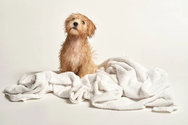 白い背景で入浴後にタオルで遊ぶ子犬 — ストック写真