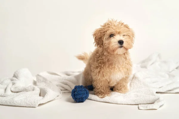 Puppy playing with a toy on a towel on a white background — Stock Photo, Image