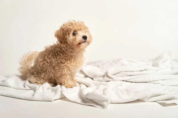 Cachorro brincando em uma toalha depois de tomar banho em um fundo branco — Fotografia de Stock