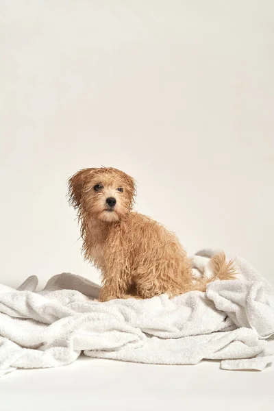 Cachorro brincando em uma toalha depois de tomar banho em um fundo branco — Fotografia de Stock