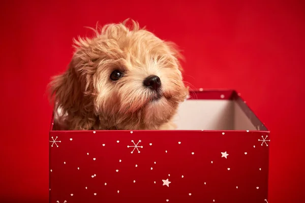 Küçük şirin köpek yavrusu kırmızı arka planda bir hediye kutusunda oturuyor.