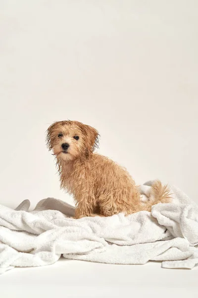 Cachorro brincando em uma toalha depois de tomar banho em um fundo branco — Fotografia de Stock