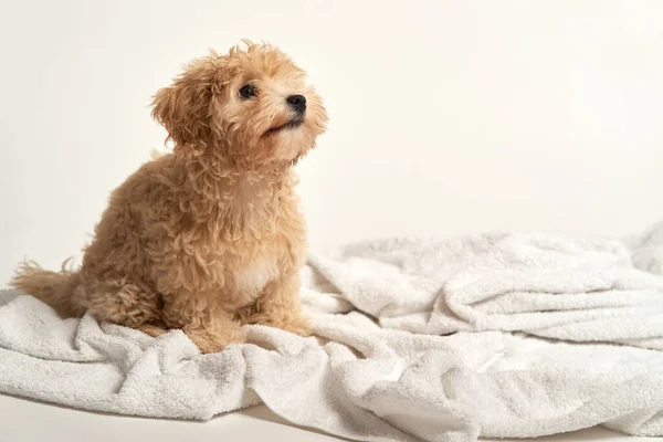 Cachorro brincando em uma toalha depois de tomar banho em um fundo branco — Fotografia de Stock