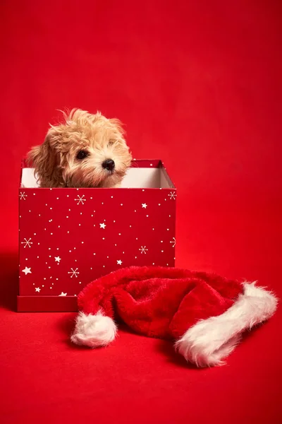 Pequeno filhote de cachorro bonito senta-se em uma caixa de presente no fundo vermelho — Fotografia de Stock