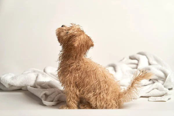 Cachorro brincando em uma toalha depois de tomar banho em um fundo branco — Fotografia de Stock