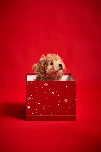 Little cute puppy sits in a gift box on red background — Stock Photo, Image