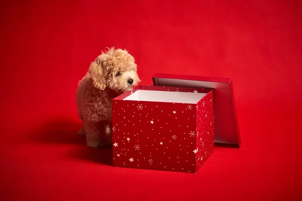 Kleiner Welpe spielt mit einer Schachtel Weihnachtsgeschenke auf rotem Hintergrund — Stockfoto