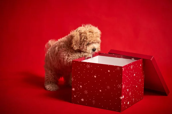 Kleine puppy spelen met een doos van kerstcadeautjes op een rode achtergrond — Stockfoto