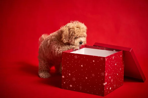 Küçük köpek yavrusu kırmızı arka planda bir kutu Noel hediyesiyle oynuyor.