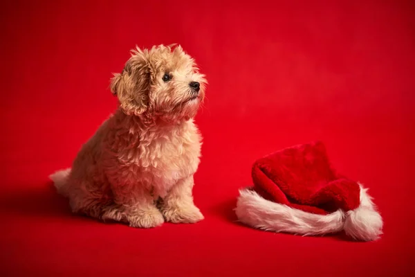 Kleine puppy spelen met een kerstman hoed op rode achtergrond — Stockfoto