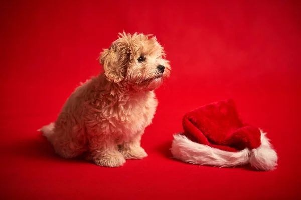 Kleine puppy spelen met een kerstman hoed op rode achtergrond — Stockfoto