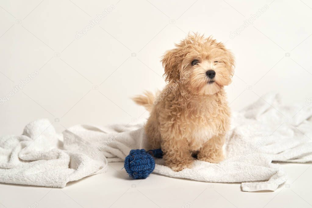 puppy playing with a toy on a towel on a white background