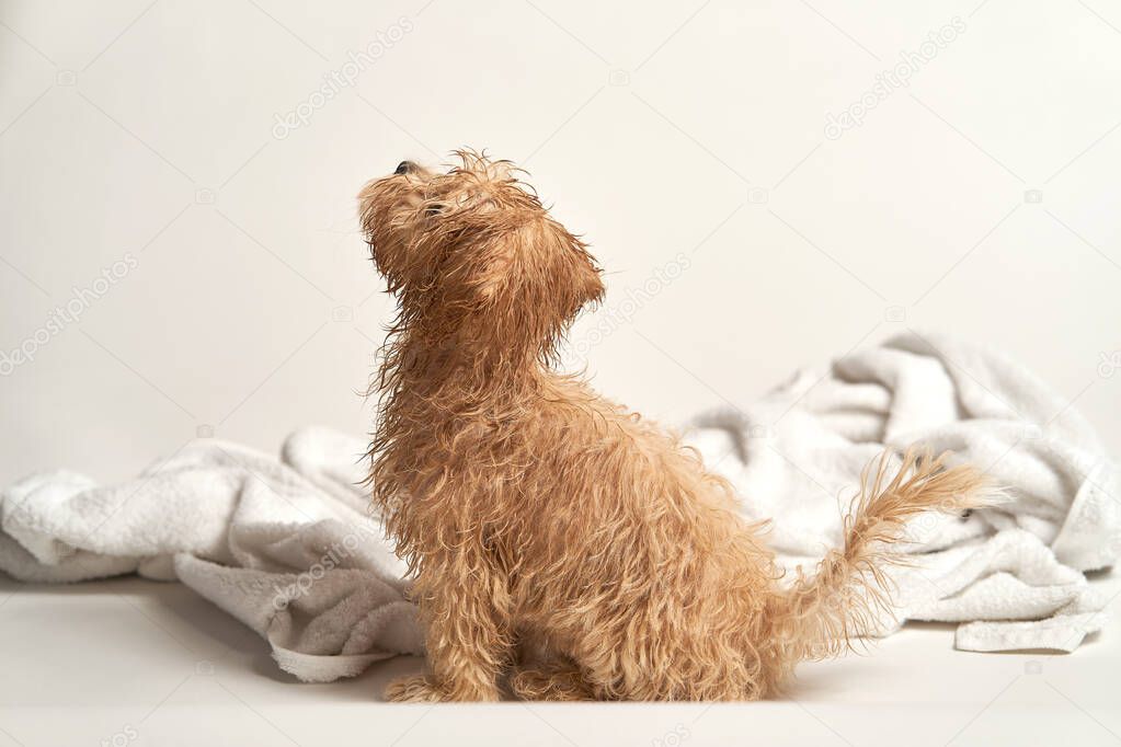 puppy playing on a towel after bathing on a white background