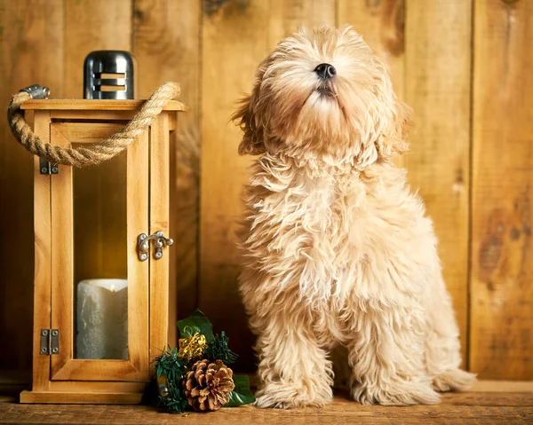 Leuke kleine puppy en kerst lantaarn op houten achtergrond — Stockfoto