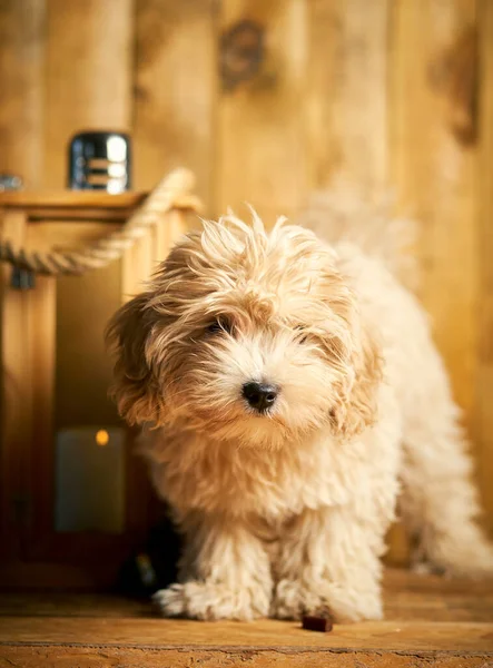 かわいい子犬と木製の背景にクリスマスランタン — ストック写真