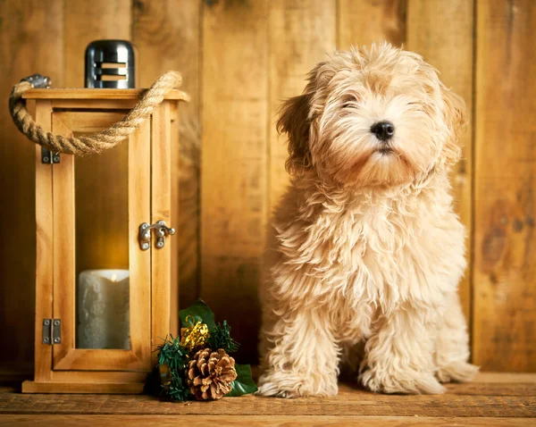 Leuke kleine puppy en kerst lantaarn op houten achtergrond — Stockfoto