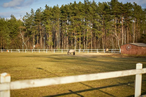 Belle vue ensoleillée des chevaux sur paddock avec forêt — Photo