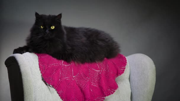 Gato preto senta-se na parte de trás de uma cadeira cinza — Vídeo de Stock