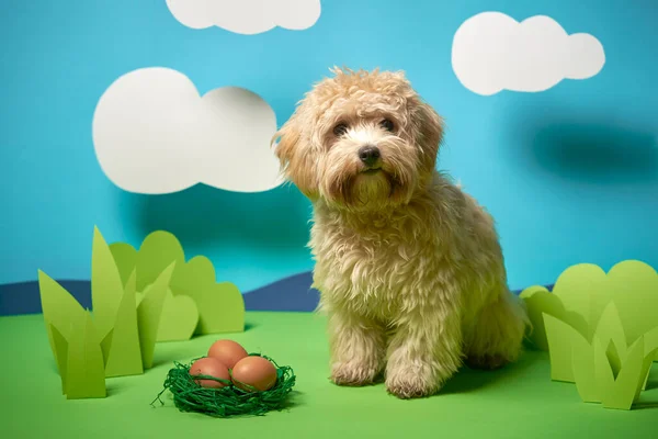 Yavru köpek yeşil kağıt süslemede Paskalya yumurtalarının yanına oturur.