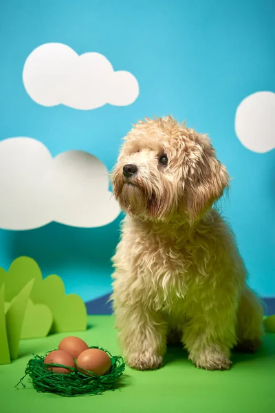 Pup zit naast paaseieren op groen papier decoratie — Stockfoto