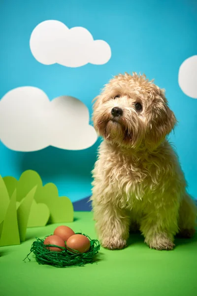 Cachorro senta-se ao lado de ovos de Páscoa na decoração de papel verde — Fotografia de Stock