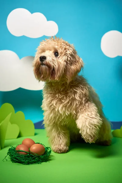 Puppy sits next to Easter eggs on green paper decoration — Stock Photo, Image