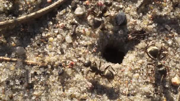 Schwarze Ameisen laufen auf dem Sand um ihren Ameisenhaufen herum — Stockvideo