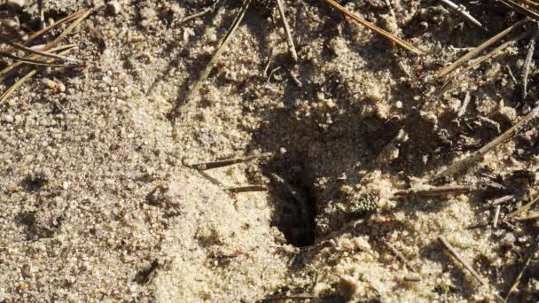 검은 개미는 개미집 주위 모래 위를 걸어다니고 있다 — 비디오