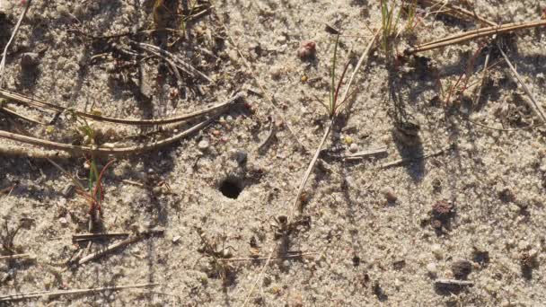 Formigas negras caminham na areia em torno de seu formigueiro — Vídeo de Stock