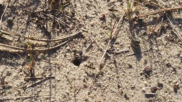 Hormigas negras caminan sobre la arena alrededor de su hormiguero — Vídeos de Stock