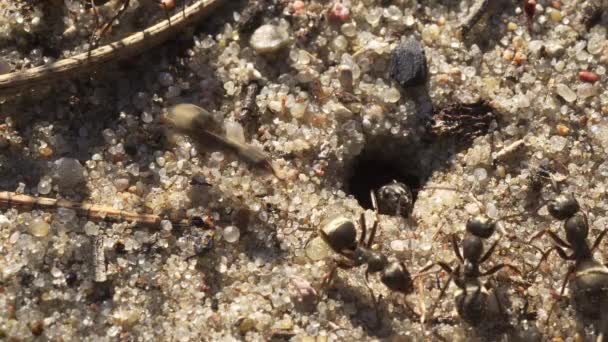 Fekete hangyák járkálnak a homokon a hangyájuk körül. — Stock videók