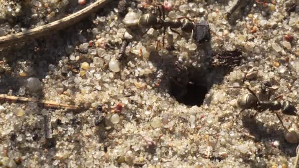 Formigas negras caminham na areia em torno de seu formigueiro — Vídeo de Stock