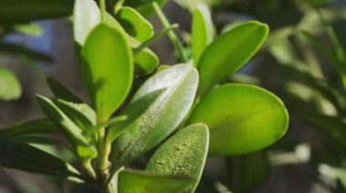 Bahar rüzgarında hareket eden yeşil yapraklar