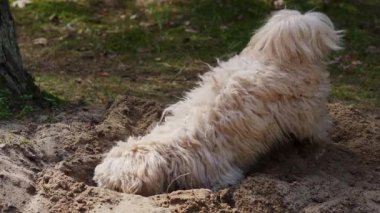 Küçük köpek yavrusu bahar ormanında kumda bir çukur kazıyor.