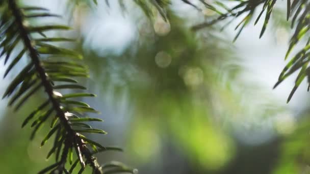 Fondo borroso de primavera con ramas de abeto — Vídeos de Stock