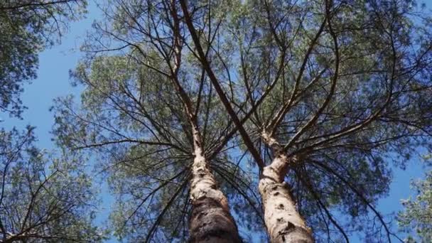 Pine trunks moving in the wind in the spring forest — Stock Video
