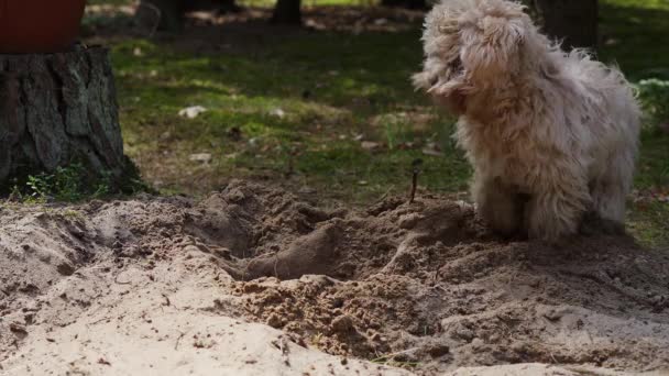 Liten valp gräver ett hål i sanden i vårskogen — Stockvideo