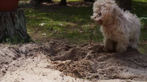 子犬は春の森の砂の穴を掘る — ストック動画