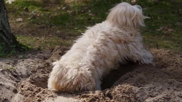 petit chiot creuse un trou dans le sable dans la forêt de printemps 