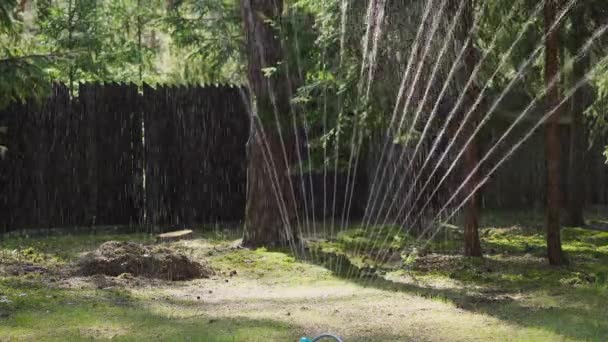 Aguas de rociadores hierba en el bosque de primavera — Vídeo de stock