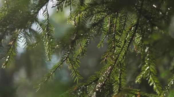 Ramas de abeto moviéndose en el viento en el bosque de primavera — Vídeos de Stock