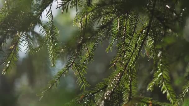 branches d'épinette se déplaçant dans le vent dans la forêt de printemps 
