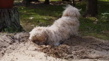 Küçük köpek yavrusu bahar ormanında kumda bir çukur kazıyor.