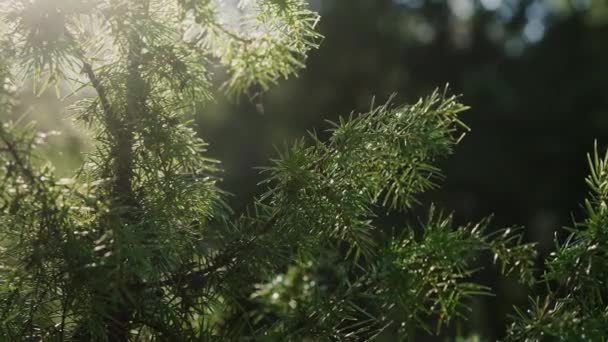 Ramas de abeto moviéndose en el viento en el bosque de primavera — Vídeos de Stock
